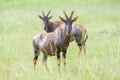 Topi on savannah looking at camera Royalty Free Stock Photo