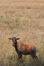 Topi in Serengeti
