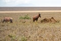 Topi, Serengeti