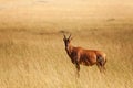 Topi standing in dried grass of Kenyan savannah