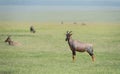 Topi standing in a lush green grass at Masai Mara, Kenya,