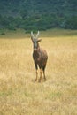 Topi stands on small hillock Royalty Free Stock Photo