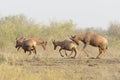 Topi, Tsessebe antelope males fighting