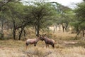 Topi or Tsessebe antelope