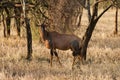 Topi or Tsessebe antelope