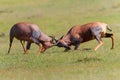 Topi or tsessebe males fighting