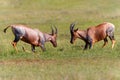 Topi or tsessebe males fighting