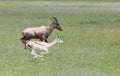 Topi vs grant's gazelle Royalty Free Stock Photo