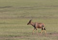 Topi walking at Masai Mara Game Reserve,Kenya, Royalty Free Stock Photo