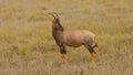 Topi in the Western Serengeti