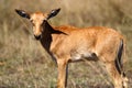 Topi young, Masai Mara, Kenya Royalty Free Stock Photo