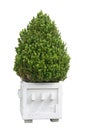 Topiary art on a cone shaped potted buxus