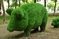 Topiary. The big pig is green. Urban sculpture made from trimmed bushes.