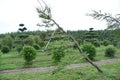 Topiary bonsai and niwaki garden trees nursery