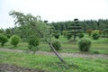 Topiary bonsai and niwaki garden trees nursery