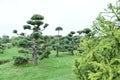 Topiary bonsai and niwaki garden trees nursery