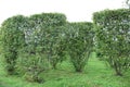 Topiary bonsai and niwaki garden trees nursery