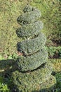 Topiary boxwood privet shrub pruned into a spiral shape