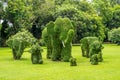 Topiary, elephants trimmed out of shrubs