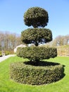 Topiary figure from a stubby holly. Regular park
