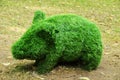 Topiary. Figurine of a small wild boar from green bushes.