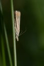 Topiary Grass-Veneer - Chrysoteuchia topiarius