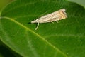 Topiary Grass-veneer - Chrysoteuchia topiarius