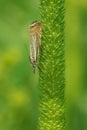 Topiary Grass-Veneer Moth - Chrysoteuchia topiarius