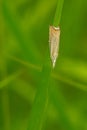 Topiary Grass-Veneer Moth - Chrysoteuchia topiarius