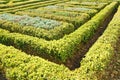 Topiary hedge garden