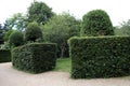 Topiary hedge. Yew Topiary Garden