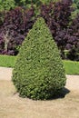 Topiary image showing cone shaped bush with cotinus in background