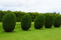 Topiary, Montacute House,Somerset, England Royalty Free Stock Photo