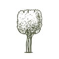 Topiary pictogram vector sketch shearing plants icon 11 Royalty Free Stock Photo