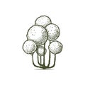 Topiary pictogram vector sketch shearing plants icon 5