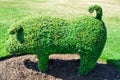 Topiary Pig from an English Garden Royalty Free Stock Photo