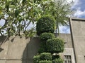 Topiary plant in front of building Royalty Free Stock Photo
