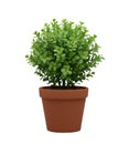 Topiary Plant in a Pot Minimalist 3D Rendering in a Soft And Smooth Renderer Royalty Free Stock Photo