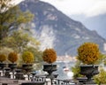 Topiary Plants on Patio in Italy