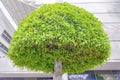 Topiary shrub in a low angle view at Silicon Valley, San Jose, California