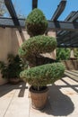 Topiary spiral, large potted evergreen