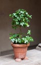 Topiary in a terracotta pot with risers