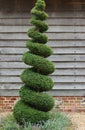 Topiary Tree Royalty Free Stock Photo