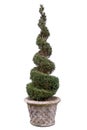 Topiary tree - Box.