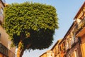 Topiary tree in the form of a cylinder Royalty Free Stock Photo