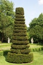 Topiary tree Royalty Free Stock Photo