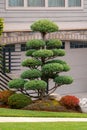 Topiary Tree in Home Frontyard