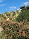 Topiary tree horticulture with red Cotoneaster red berry bush, blue sky background