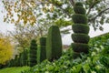 Topiary tree horticulture spiral cut thuja spruce pine many garden Royalty Free Stock Photo