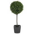 Topiary tree pot Royalty Free Stock Photo